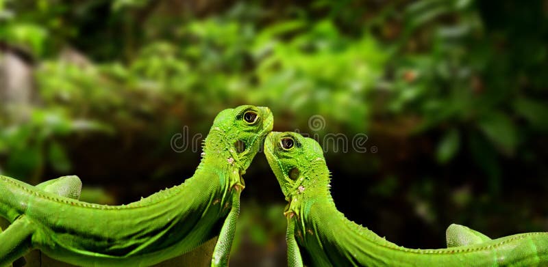 Iguanas no amor