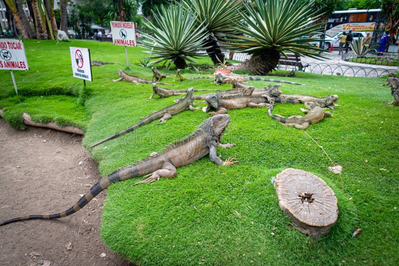 Iguanas in a park