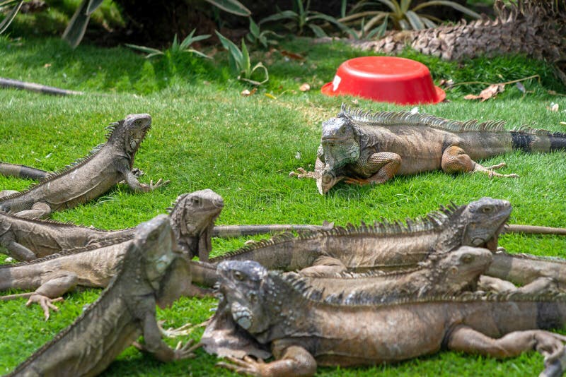 Iguanas in a park