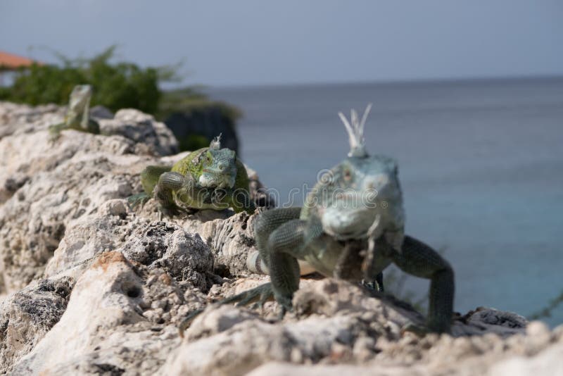 Iguanas walking on rocks