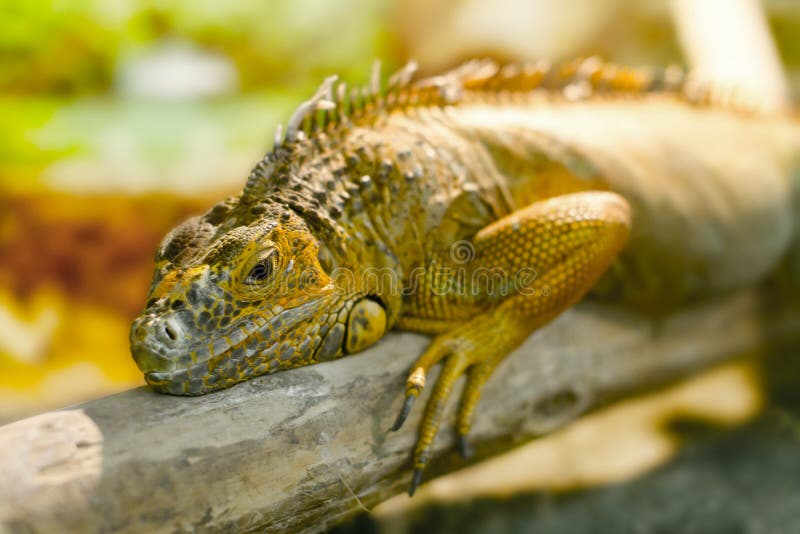 Iguana Sleeps Stock Photos Free & RoyaltyFree Stock Photos from