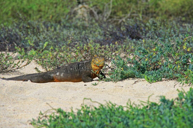 Iguane de cordon. Atterrissez l'iguane au centre de recherches de Charles Darwin dans Puerto Ayora sur Santa Cruz, Galapagos, Equateur.