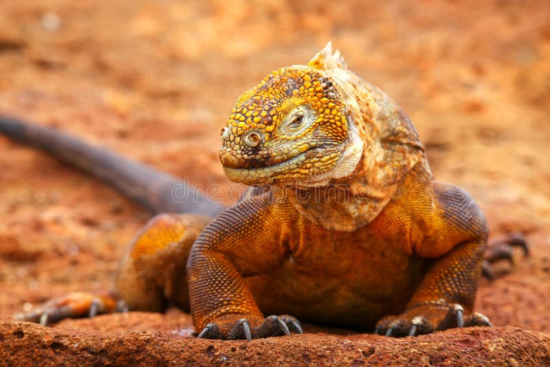 Iguane de terre de Galapagos sur l'île du nord de Seymour, Galapagos Nationa images libres de droits