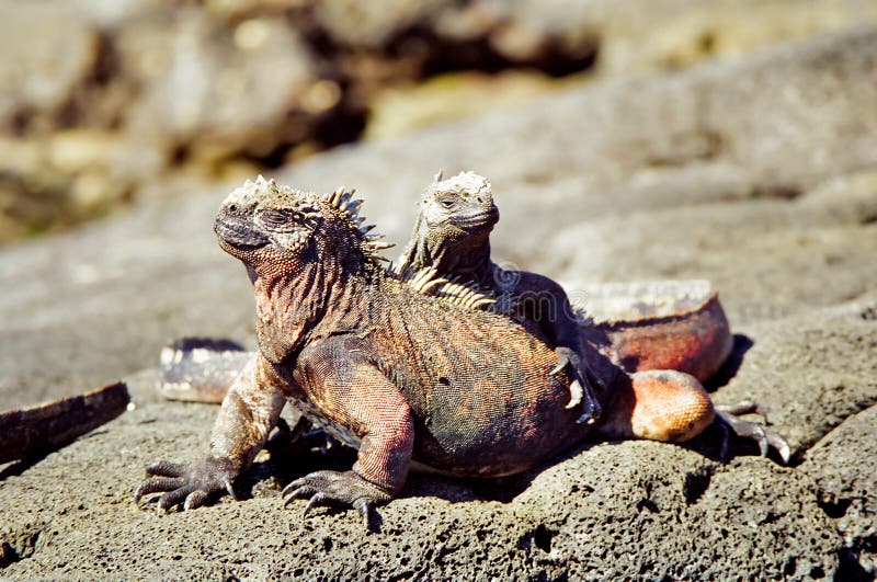 Iguane del fante di marina del Galapagos fotografie stock libere da diritti Iguane del fante di marina del Galapagos fotografie stock libere da diritti