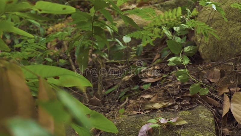 Iguane sauvage fonctionnant sur la terre et des branches dans le lézard d'iguane de forêt tropicale chez l'animal sauvage de rept