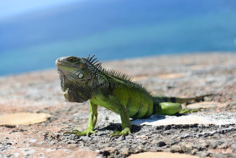 Iguane vert dans les Caraïbe images stock Iguane vert dans les Caraïbe images stock