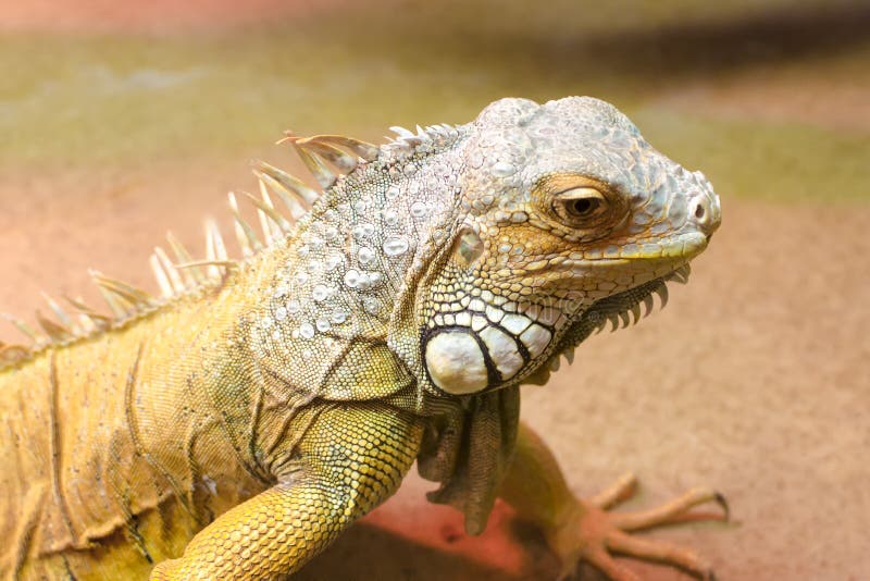 Iguane vert, photo en gros plan images libres de droits Iguane vert, photo en gros plan images libres de droits