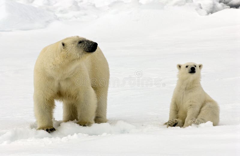 IJsbeer, Eisbär, Ursus maritimus stockbild IJsbeer, Eisbär, Ursus maritimus stockbild