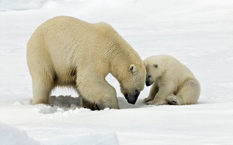 Soddisfatto, orso polare giovane ricerca pasto.