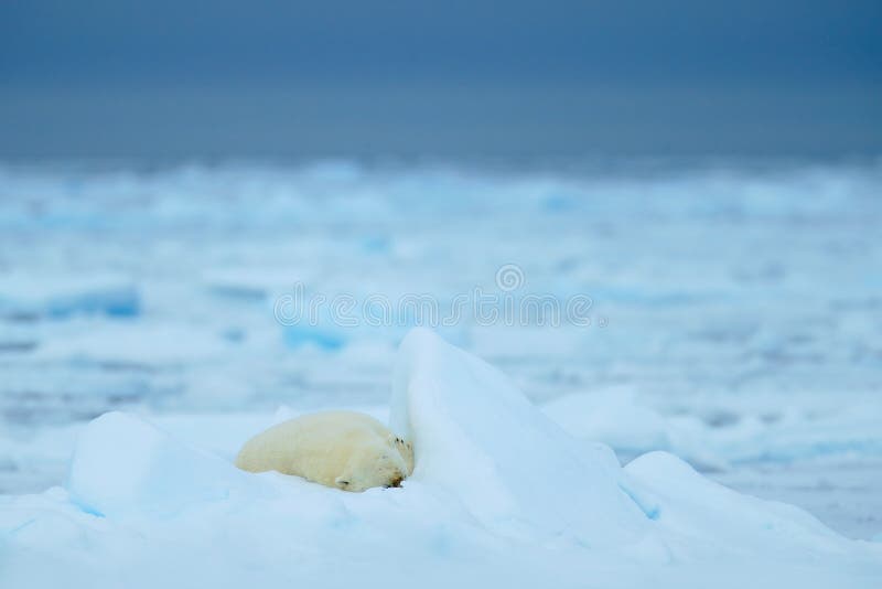 Ijsberen, het slapen groot leuk dier op afwijkingsijs met sneeuw en donkere hemel in Noordpoolsvalbard, in de koude aardhabitat, royalty-vrije stock afbeelding Ijsberen, het slapen groot leuk dier op afwijkingsijs met sneeuw en donkere hemel in Noordpoolsvalbard, in de koude aardhabitat, royalty-vrije stock afbeelding