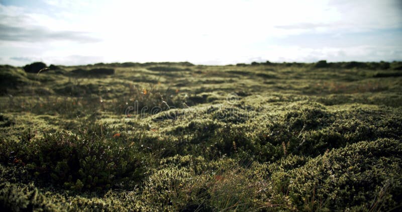 Ijsland - lava - gebied bedekt met groen mos van vulkaanuitbarsting. camera-middelshot verplaatsen