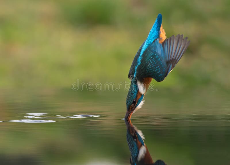ijsvogel royalty-vrije stock foto ijsvogel royalty-vrije stock foto