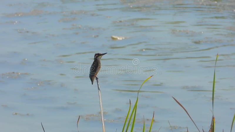 Ijsvogel in het riet van het watermeer van wetland