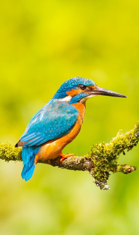 Ijsvogelbehang stock afbeelding Ijsvogelbehang stock afbeelding