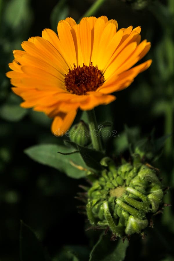 Ik klikte het omdat ik hield van hoe het eruit zag en ik houd van bloemfoto's te klikken stock foto Ik klikte het omdat ik hield van hoe het eruit zag en ik houd van bloemfoto's te klikken stock foto