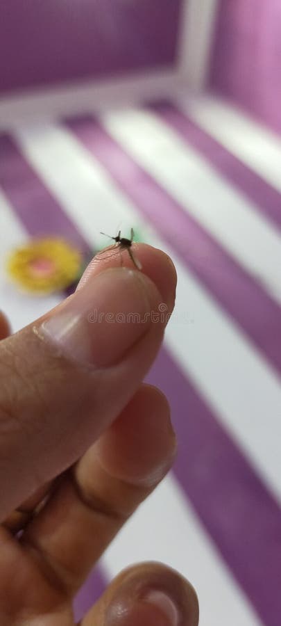 Ik vang wat muggen stock foto