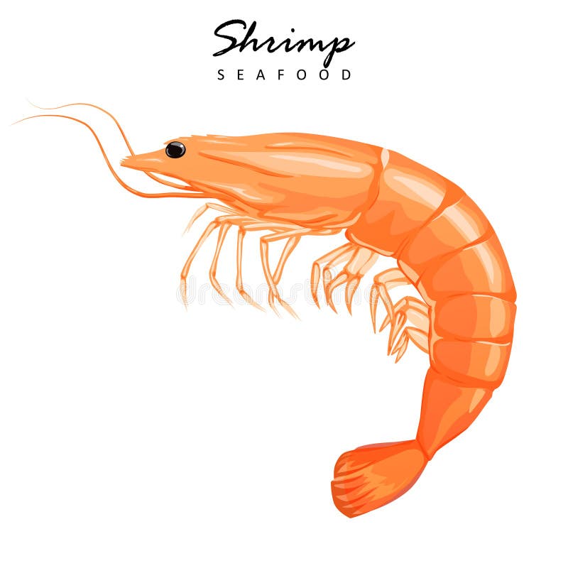 Shrimp icon. Boiled Prawn in shell on a white background. Shrimp icon. Boiled Prawn in shell on a white background