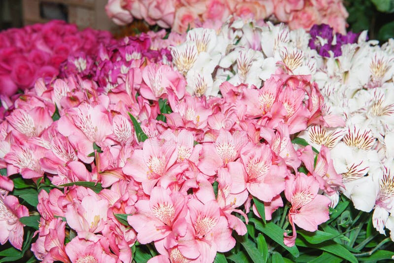Il Alstroemeria è rosa-rosso e chiazzato multicolori Priorità bassa dei fiori fotografia stock libera da diritti Il Alstroemeria è rosa-rosso e chiazzato multicolori Priorità bassa dei fiori fotografia stock libera da diritti