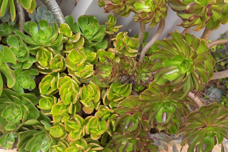 Il arboreum di aeonium, anche chiamato houseleek dell'albero, Irlandese è aumentato, succul immagine stock Il arboreum di aeonium, anche chiamato houseleek dell'albero, Irlandese è aumentato, succul immagine stock