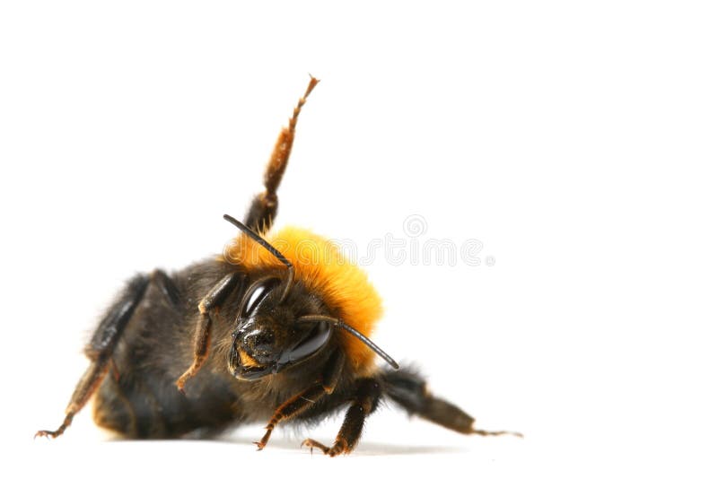Il ballo bumble l'ape fotografia stock Il ballo bumble l'ape fotografia stock