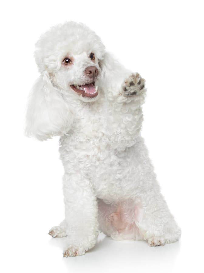 White Toy Poodle gives that a paw on white background. White Toy Poodle gives that a paw on white background