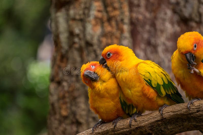 Il bello conuro ripete meccanicamente gli uccelli sul ramo di albero e dovrebbe essere uccelli dell'animale domestico fotografia stock Il bello conuro ripete meccanicamente gli uccelli sul ramo di albero e dovrebbe essere uccelli dell'animale domestico fotografia stock