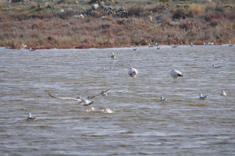 Il bello fenicottero dell'uccello nell'ambiente naturale nel Mile Limassol di signora fotografia stock Il bello fenicottero dell'uccello nell'ambiente naturale nel Mile Limassol di signora fotografia stock