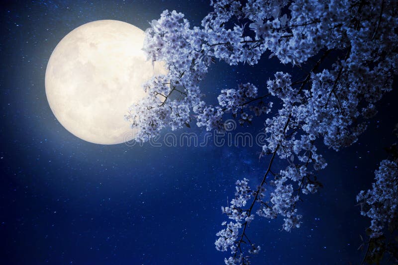 Il bello fiore di ciliegia sakura fiorisce con la stella in cieli notturni, luna piena della Via Lattea