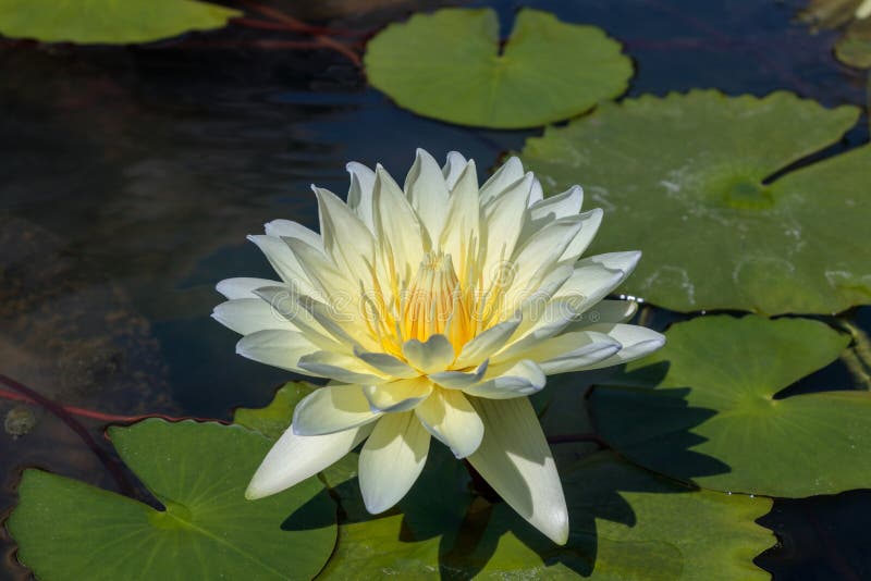 Il bello fiore o la ninfea di loto bianco nello stagno fotografie stock libere da diritti Il bello fiore o la ninfea di loto bianco nello stagno fotografie stock libere da diritti