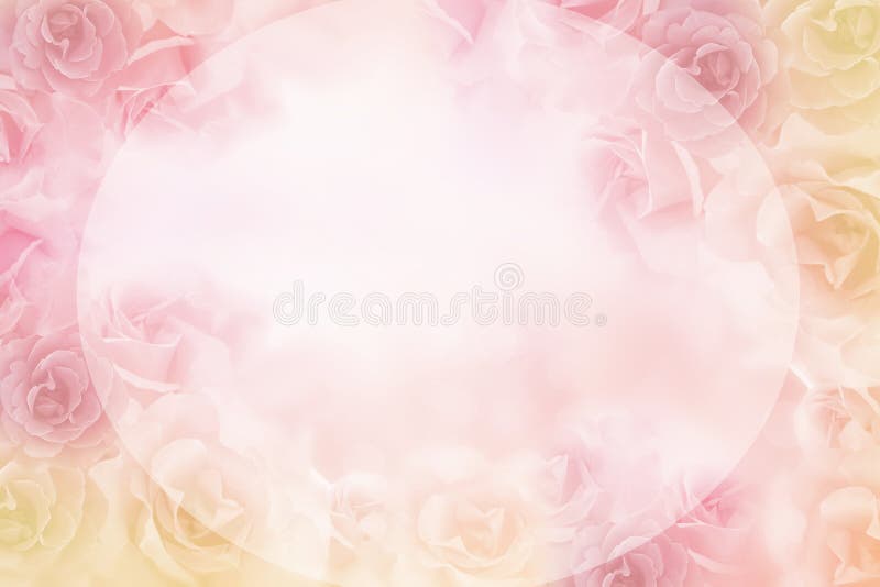 Il bello fiore rosa delle rose rasenta il fondo molle per il biglietto di S. Valentino