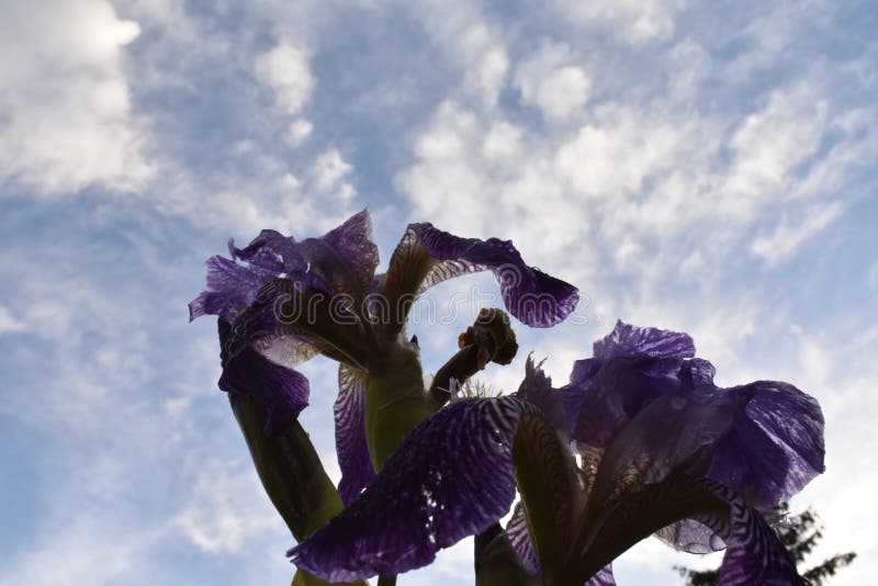 Il bello fiore viola dell'iride di colore fotografia stock libera da diritti Il bello fiore viola dell'iride di colore fotografia stock libera da diritti