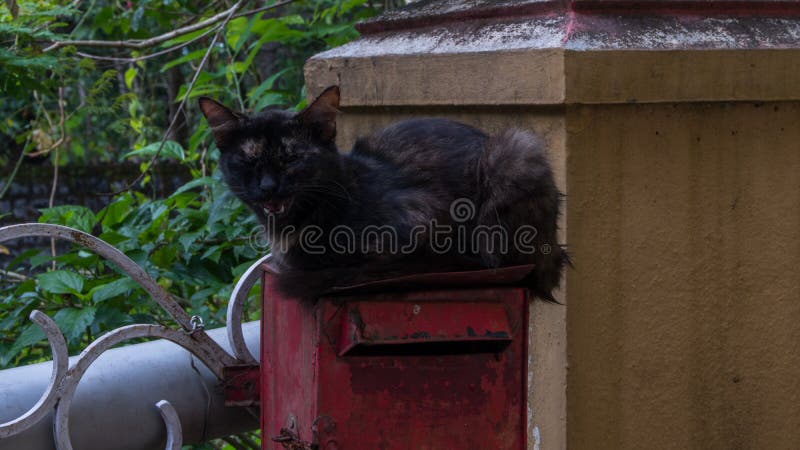 Il bello gatto nero sveglio del gattino dice il miagolio fotografia stock Il bello gatto nero sveglio del gattino dice il miagolio fotografia stock