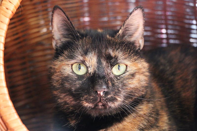 Il bello gatto tricolored sta trovandosi nel canestro del salice immagine stock libera da diritti Il bello gatto tricolored sta trovandosi nel canestro del salice immagine stock libera da diritti