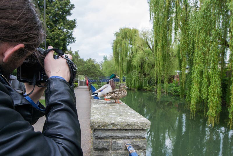 Il bello germano reale ducks nel fiume Avon, il bagno, Inghilterra fotografie stock Il bello germano reale ducks nel fiume Avon, il bagno, Inghilterra fotografie stock