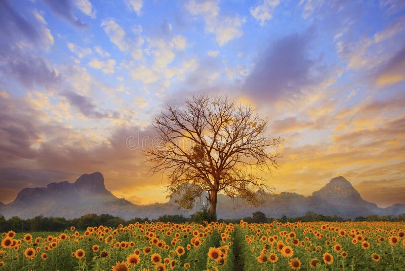 Il bello paesaggio del ramo di albero asciutto ed il giacimento di fiori del sole contro il cielo oscuro di sera variopinta usano Il bello paesaggio del ramo di albero asciutto ed il giacimento di fiori del sole contro il cielo oscuro di sera variopinta usano