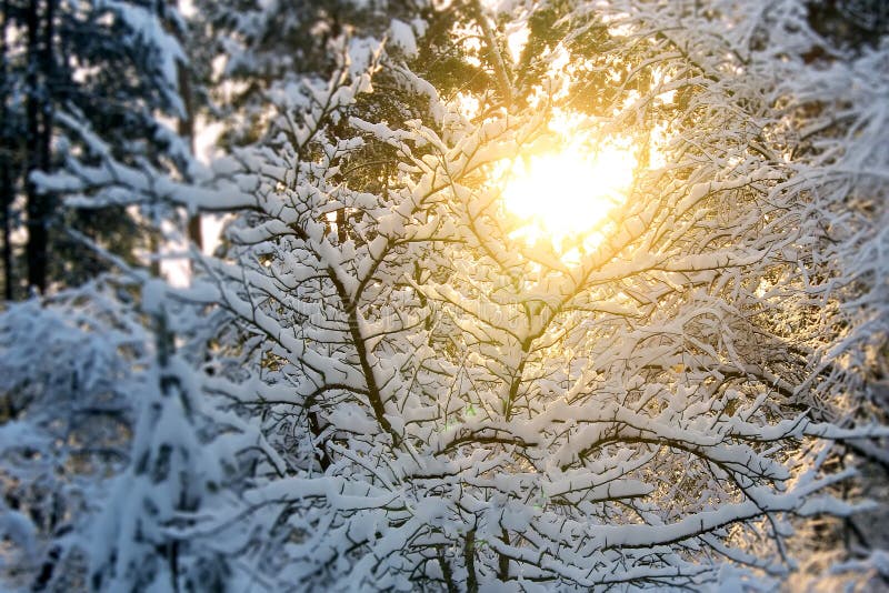 Il bello paesaggio dell'inverno al tramonto con gli alberi in neve ed il sole splendono attraverso i rami fotografie stock libere da diritti Il bello paesaggio dell'inverno al tramonto con gli alberi in neve ed il sole splendono attraverso i rami fotografie stock libere da diritti