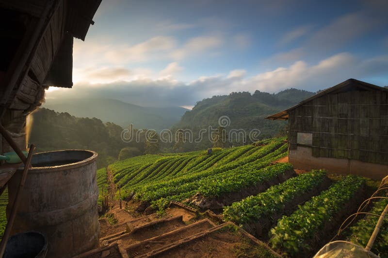 Il bello paesaggio della piantagione della fragola di mattina fotografia stock libera da diritti