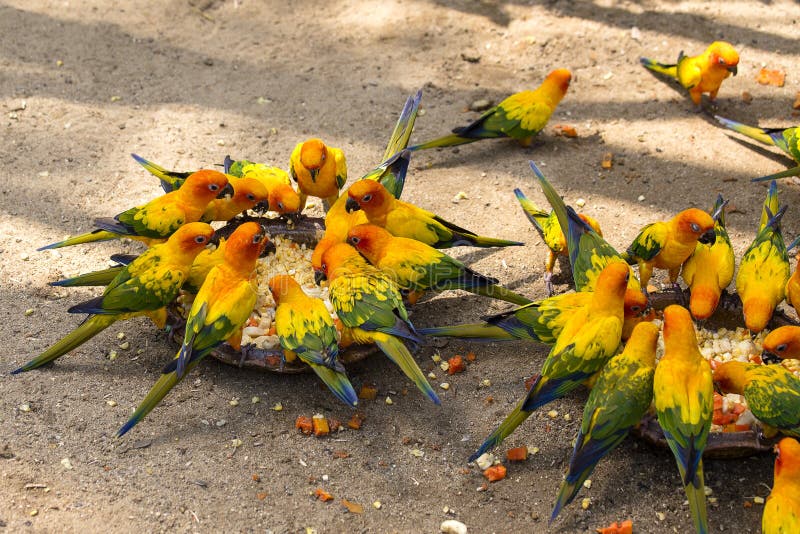 Il bello pappagallo variopinto, il conuro di Sun, solstitialis di Aratinga mangia l'alimento Bangkok, Tailandia fotografie stock Il bello pappagallo variopinto, il conuro di Sun, solstitialis di Aratinga mangia l'alimento Bangkok, Tailandia fotografie stock