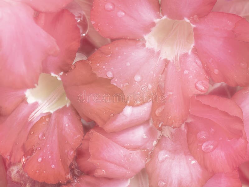 Il bello rosa astratto fiorisce la struttura del modello del primo piano fotografia stock libera da diritti Il bello rosa astratto fiorisce la struttura del modello del primo piano fotografia stock libera da diritti