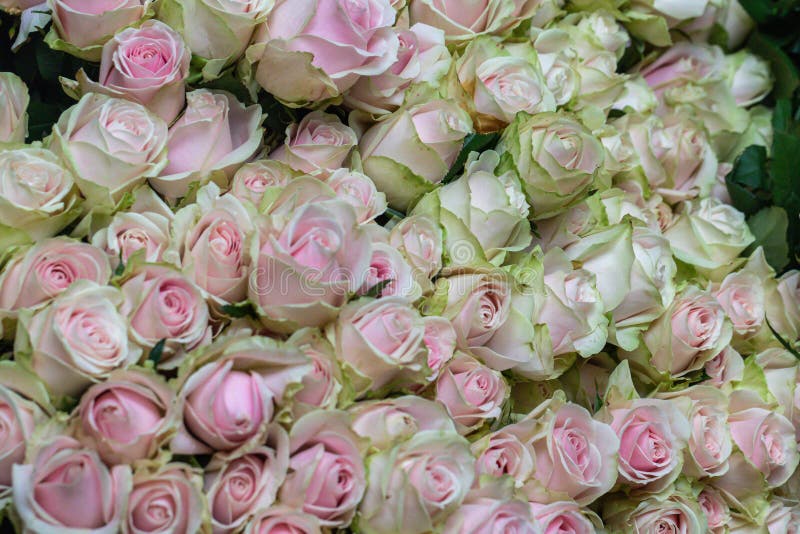 Il bello rosa del fuoco selettivo e le rose verdi fioriscono il fondo fotografia stock Il bello rosa del fuoco selettivo e le rose verdi fioriscono il fondo fotografia stock