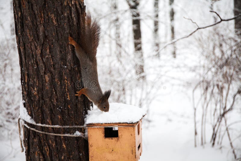 Il bello scoiattolo rosso fiuta la neve sulla casa dell'uccello Scena del parco di inverno Profondità del campo poco profonda Fuo fotografia stock Il bello scoiattolo rosso fiuta la neve sulla casa dell'uccello Scena del parco di inverno Profondità del campo poco profonda Fuo fotografia stock