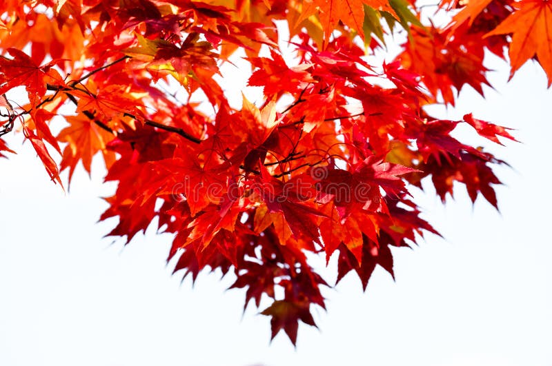 Il bianco ha isolato l'albero del ramo dell'acero rosso del fondo sul cielo nella stagione di autunno, foglie di acero si gira ve fotografie stock Il bianco ha isolato l'albero del ramo dell'acero rosso del fondo sul cielo nella stagione di autunno, foglie di acero si gira ve fotografie stock