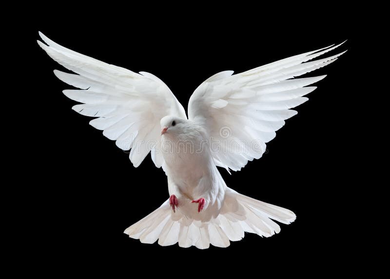 Il bianco si è tuffato durante il volo Il bianco si è tuffato durante il volo
