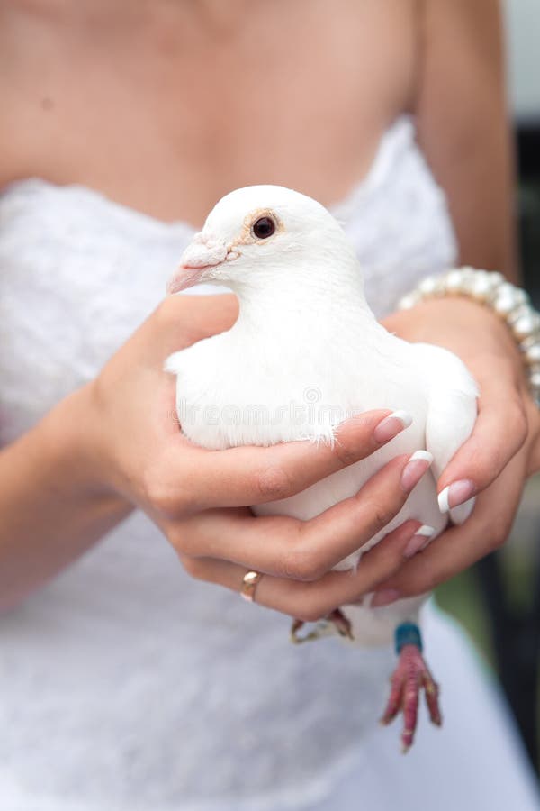 Il bianco si è tuffato le mani della sposa fotografia stock Il bianco si è tuffato le mani della sposa fotografia stock