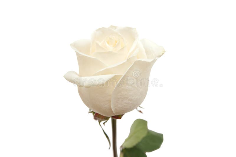 Il bianco è aumentato fotografia stock libera da diritti Il bianco è aumentato fotografia stock libera da diritti