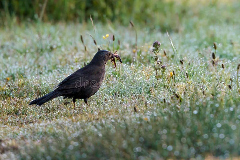 Il Blackbird si trova sull'erba ruvida con un verme nel becco circondato da fiori selvatici fotografia stock libera da diritti