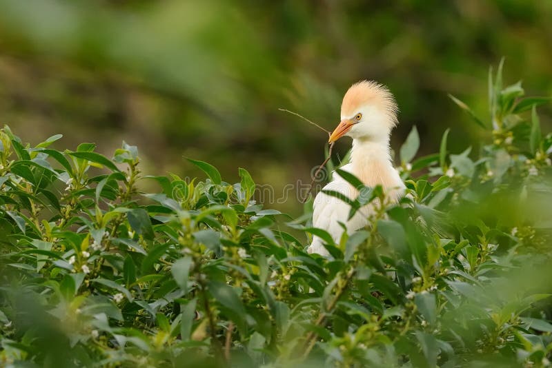 Il bubulcus ibis dell'airone guardabuoi si è appollaiato su un albero verde con fondo verde Ha le piume di nozze e un becco rosso fotografia stock libera da diritti Il bubulcus ibis dell'airone guardabuoi si è appollaiato su un albero verde con fondo verde Ha le piume di nozze e un becco rosso fotografia stock libera da diritti