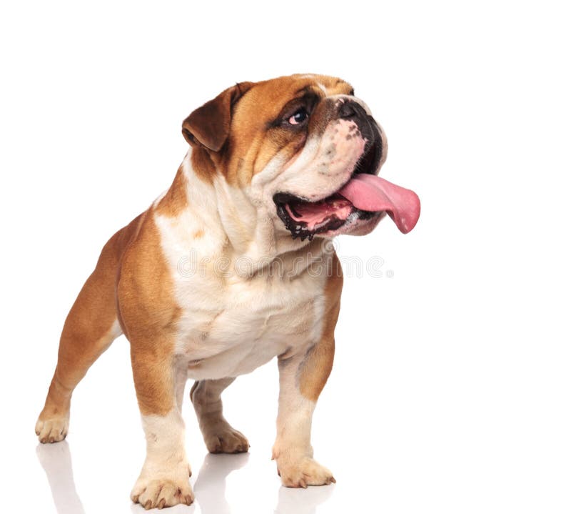 Il bulldog inglese ansimare adorabile guarda per parteggiare mentre sta immagine stock libera da diritti Il bulldog inglese ansimare adorabile guarda per parteggiare mentre sta immagine stock libera da diritti