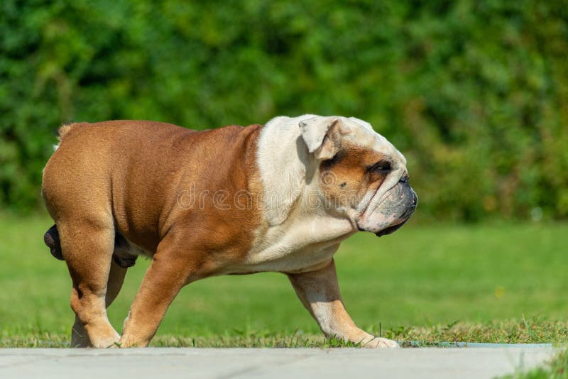 anziano bicicletta bulldog