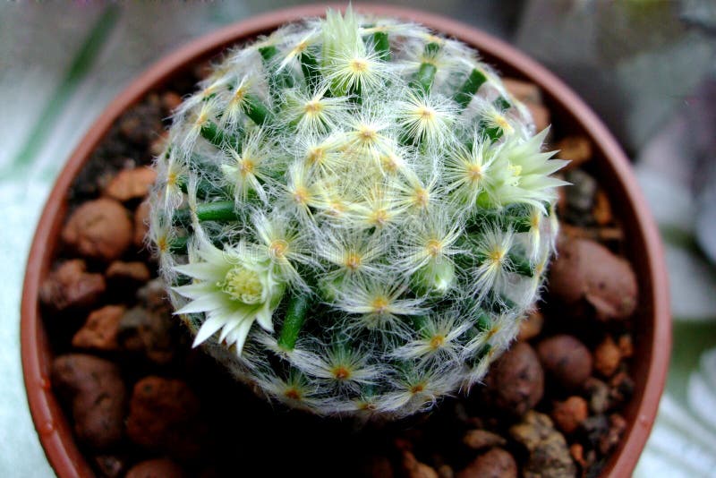 Il cactus rotondo sboccerà bianco a casa in un vaso lucidare fotografie stock libere da diritti Il cactus rotondo sboccerà bianco a casa in un vaso lucidare fotografie stock libere da diritti